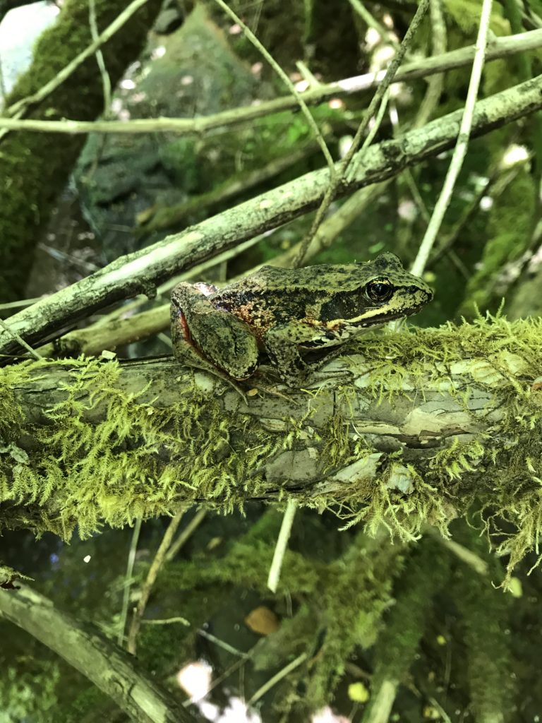 Northern red-legged frog on a branch on the edge of Pedee Creek